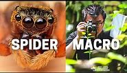 How To Shoot Awesome Spider Macro Photographs