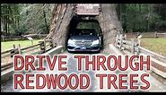 Drive Through Giant Redwood Trees in California