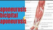 aponeurosis | bicipital aponeurosis @medicoslecturerbyap #anatomy