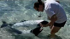 Sea World Aquatica Black & White Dolphins Up Close Feeding & Tricks