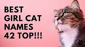 Best Girl Cat Names - 42 TOP & GREAT NAMES for FEMALE CAT