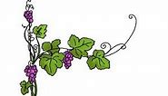How to draw Vines