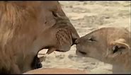 Lion Cubs Meet their Father for the First Time | Lions: Spy in the Den | BBC Earth