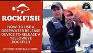 How to use a deepwater release device - release of a yelloweye rockfish