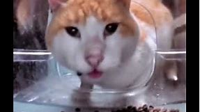cat eating then looking at the camera meme