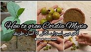 How to grow Cordia Myxa (Lasoora) at Home | Quick and Easy way to Grow Lasoora