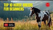 Top 10 Horse Breeds for Beginners
