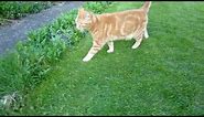 Funny Ginger Cat