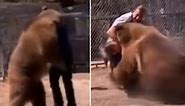 Horrifying vid shows Hollywood bear Rocky mauling trainer to death