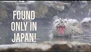 Wild Japanese Snow Monkeys Enjoying the Hot Springs @ Jigokudani, Nagano