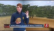 Armadillos Becoming A Familiar Face In Tennessee