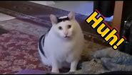 Cat saying Huh!