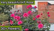 My garden very beautiful HT rose plant overview