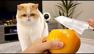 You Won't Expect This Orange Cat
