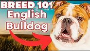 ENGLISH BULLDOG 101! Everything You Need To Know