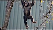 Dallas Zoo's Young Chimp Makes Impressive Tree Climb