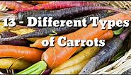 13 different types of carrot"s / different types of carrots / carrots Catagory / types of carrots