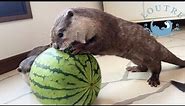 Otter Trying to Eat a Whole Watermelon?!