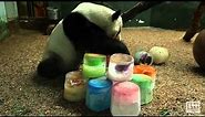Panda Yang Yang's 17th Birthday