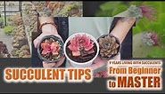 All Succulent Tips - From Beginner to Master | 9 Years Living with Succulents
