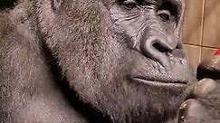 Watch this silverbacks jaw muscles move on top of his head as he chews. #silverback #gorilla #asmr #mukbang #fypage #fyp #fypシ #foryou #foryour #food