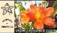 How to Grow and Reflower the Clivia || Quick & Easy Guide