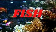 FISH | All About Fish Facts for KIds