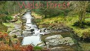 The Wonderful Hafren Forest & Mine Explore