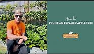 How to Prune an Espalier Apple Tree