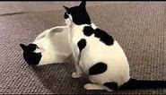 Cow Cats Playing