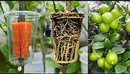 Great idea to propagate Lemon tree by air layering using a Carrot🥕