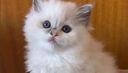 Meet our Ragdoll Kittens 🐱 So Cute!