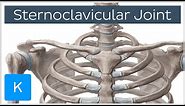 Sternoclavicular Joint - Location & Movements - Human Anatomy | Kenhub