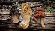 Morel Mushrooms 101: How to Safely Identify and Harvest Morels