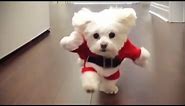Funniest DOGS IN COSTUMES 2017 [Funny Pets]