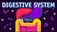 How our Digestive System Works?