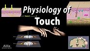 Physiology of Touch: Receptors and Pathways, Animation