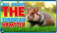 All About the European Hamster: The LARGEST and RAREST Hamster!