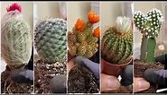 Repotting 7 Types of Cactus | The Green Earth
