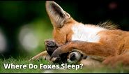 Foxes Sleeping | Sleeping Behavior of Foxes