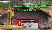 Testing the destructive capabilities of the 204 Ruger!
