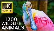 1200 ANIMALS AND ANIMALS 8K ULTRA HD - Soothing Music and Impressive Animals in 8K ULTRA HD (60 FPS)
