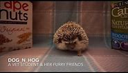 Feeding Hedgehogs - How to Properly Do So (Part 1: Dry Food)