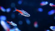 Tetra Fish Types: 17 Most Popular Species of Tetras