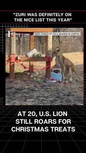 Firstpost on Instagram: "#FirstpostNews: US Lion Enjoys Special Holiday Enrichment A 20-year-old lioness had a very merry Sunday at the Kansas City Zoo & Aquarium, enjoying some special holiday enrichment. Zoo staff transformed Zuri’s enclosure into a festive Christmas scene, complete with a fireplace, grandfather clock, Christmas tree, and stacks of presents. The video captures Zuri eagerly exploring the gifts and delighting in the treats inside. “Zuri definitely made the nice list this year,”