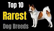 Top 10 Rarest Dog Breeds