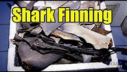 Shark Finning | SHARK ACADEMY