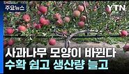 '사과나무 모양이 바뀝니다'...수확 쉽고 생산량 늘고 / YTN