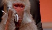 monkey phone call