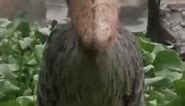 Bird staring meme (shoebill)